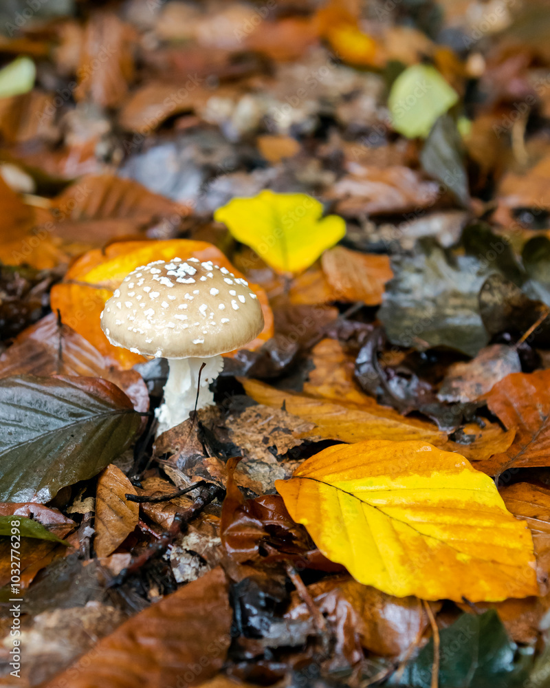mushroom in autumn forest