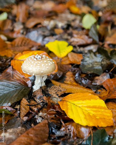 Obraz na płótnie mushroom in autumn forest w salonie