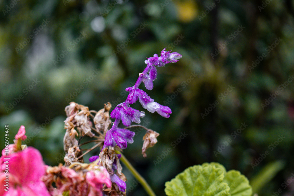 Obraz premium flor morada