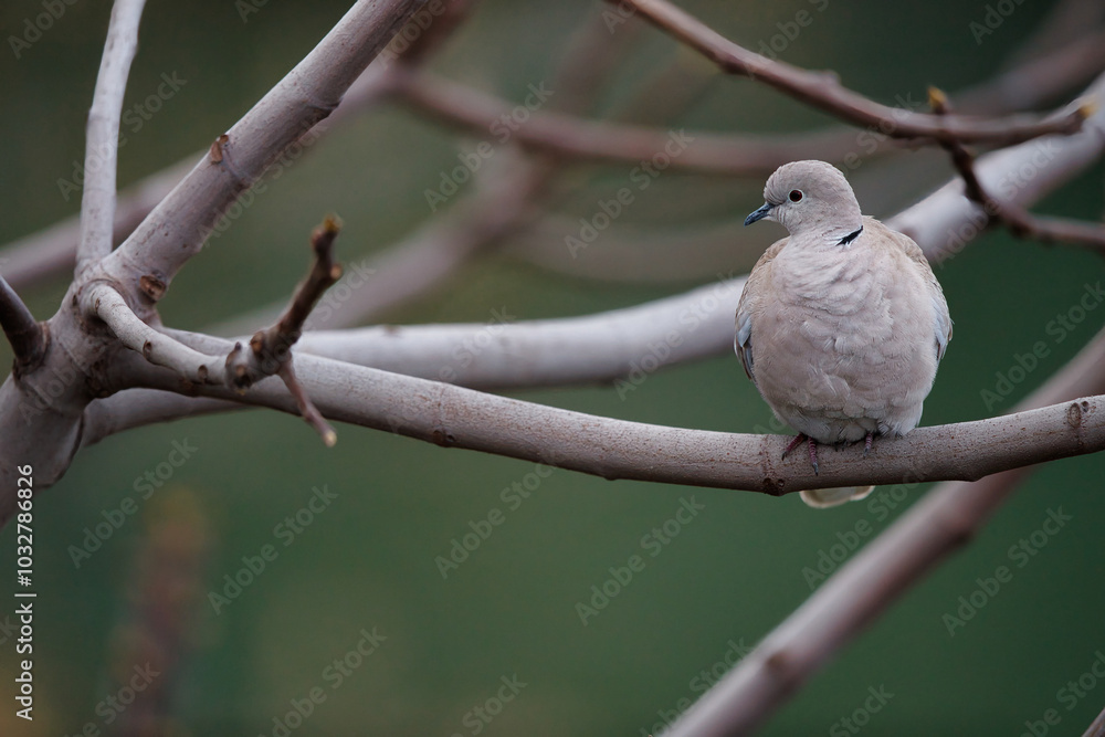 Fototapeta premium bird on a branch
