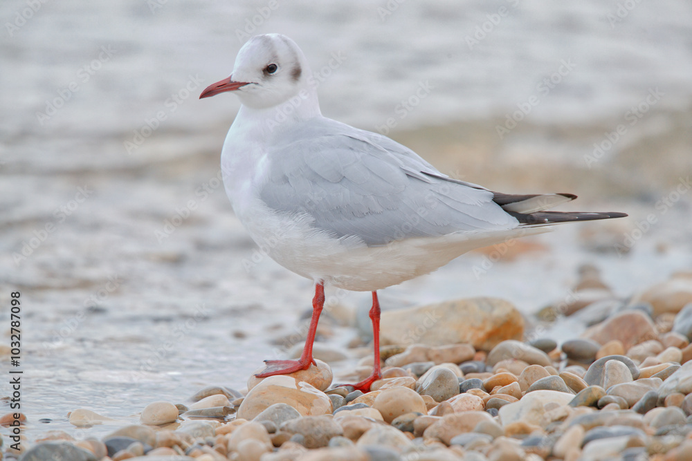 Fototapeta premium seagull on the beach