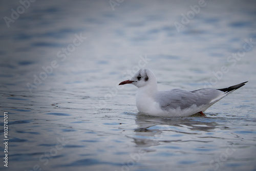 seagull on the sea