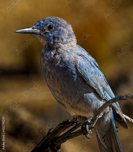 A Pinion Jay perched on a branch in the Fremont National Forest in central Oregon. photo