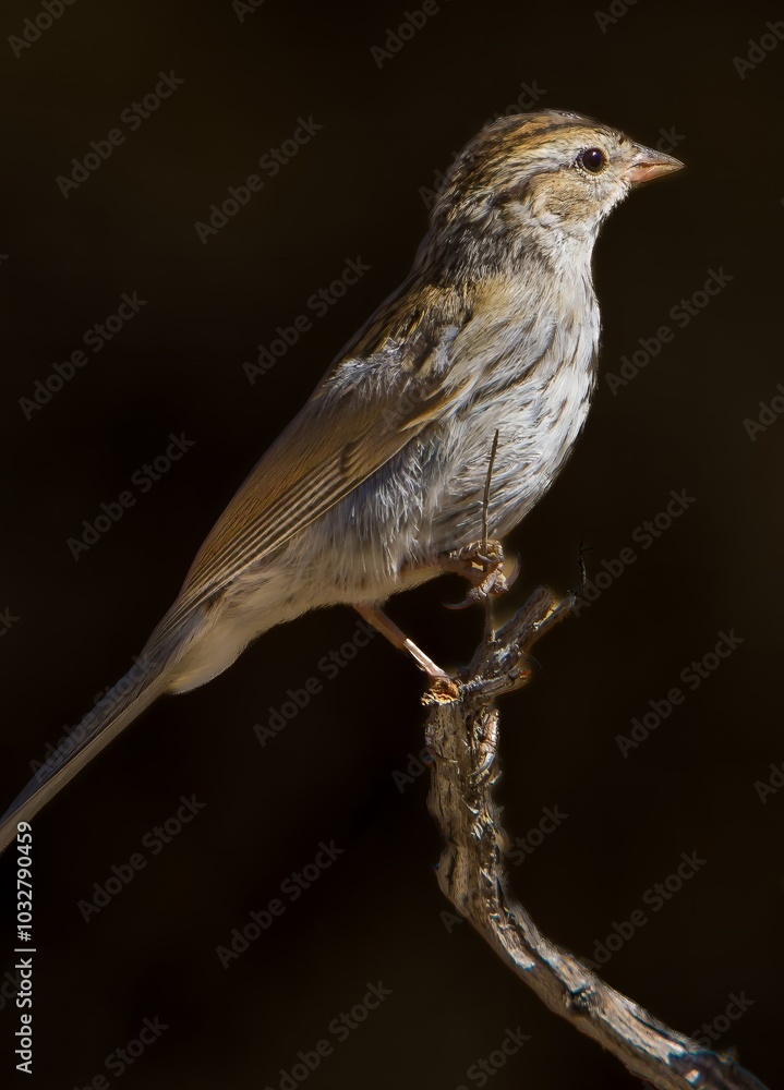 A Brewer's Sparrow perched on a branch in the Fremont National Forest in central Oregon. A Brewer's Sparrow perched on a branch in the Fremont National Forest in central Oregon.