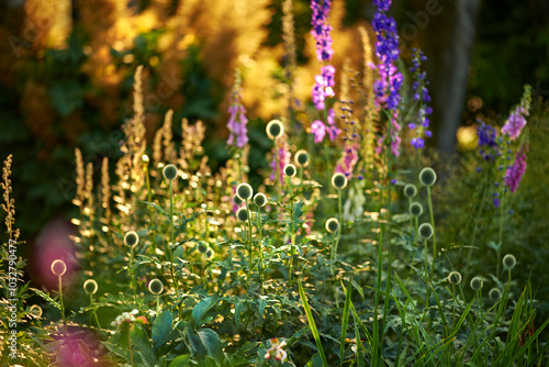 Garden, flowers and globe thistle in nature for bright color display in season, outdoor and spring. Sustainability, earth and texture with plants as botany, blossom and floral wallpaper on background photo