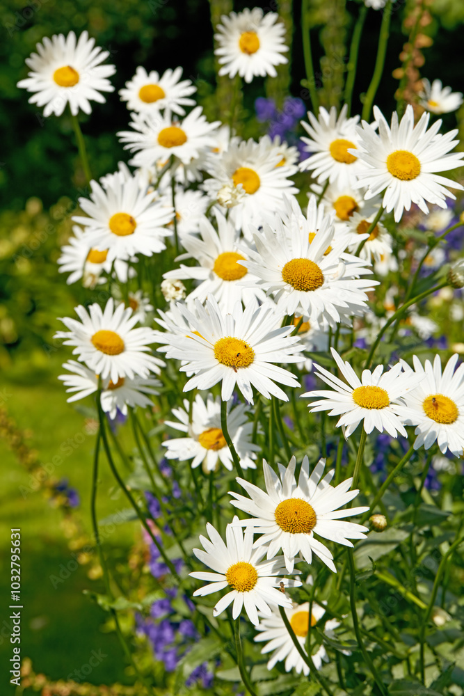 Flowers, floral and outdoor in nature, green and eco friendly in environment, growth and sustainability. Color, petals and blossom of plant, garden and ecosystem in spring, sprout and daisy in USA Flowers, floral and outdoor in nature, green and eco friendly in environment, growth and sustainability. Color, petals and blossom of plant, garden and ecosystem in spring, sprout and daisy in USA