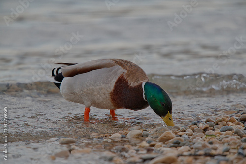 duck on the beach photo