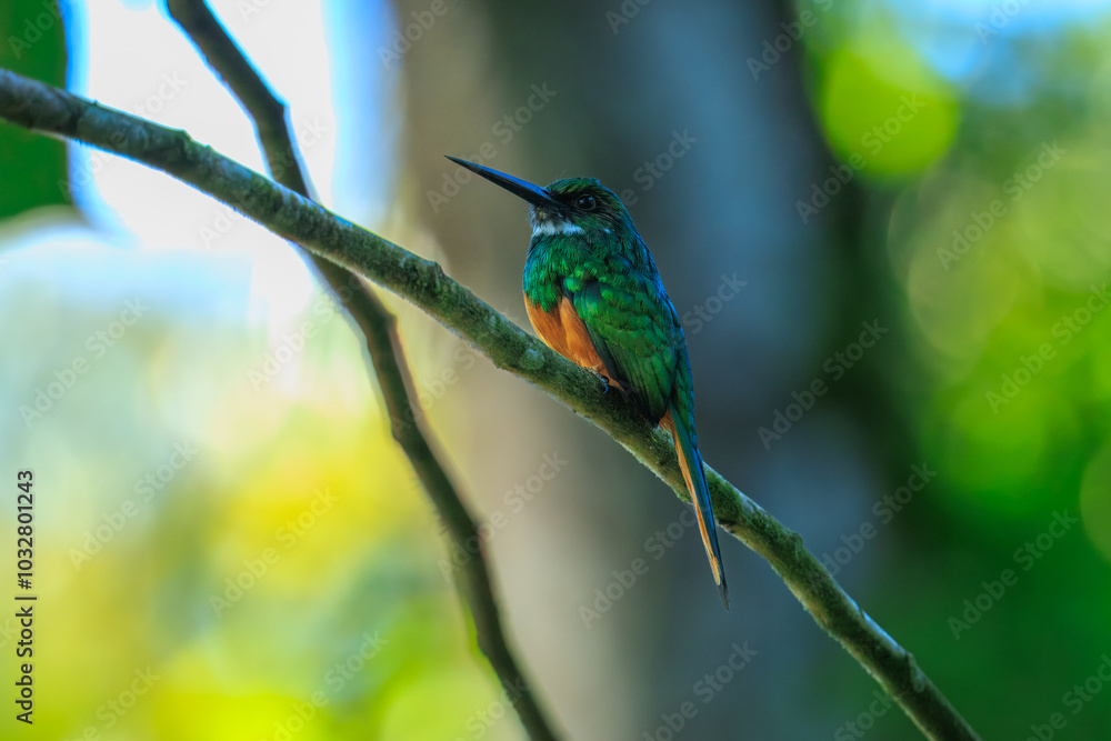 The rufous-tailed jacamar (Galbula ruficauda) is a near-passerine bird which breeds in the tropical New World in southern Mexico, Central America and South America as far south as southern Brazil The rufous-tailed jacamar (Galbula ruficauda) is a near-passerine bird which breeds in the tropical New World in southern Mexico, Central America and South America as far south as southern Brazil