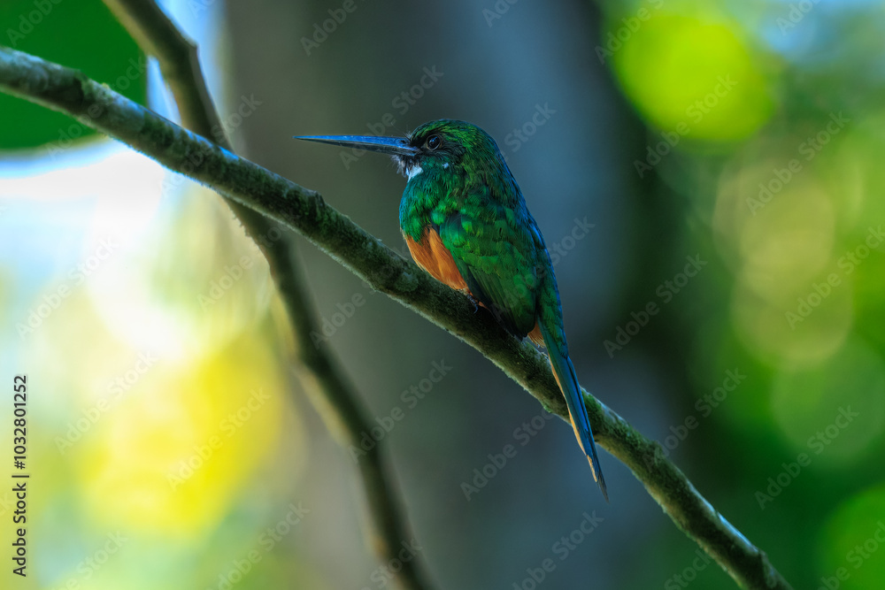 The rufous-tailed jacamar (Galbula ruficauda) is a near-passerine bird which breeds in the tropical New World in southern Mexico, Central America and South America as far south as southern Brazil The rufous-tailed jacamar (Galbula ruficauda) is a near-passerine bird which breeds in the tropical New World in southern Mexico, Central America and South America as far south as southern Brazil