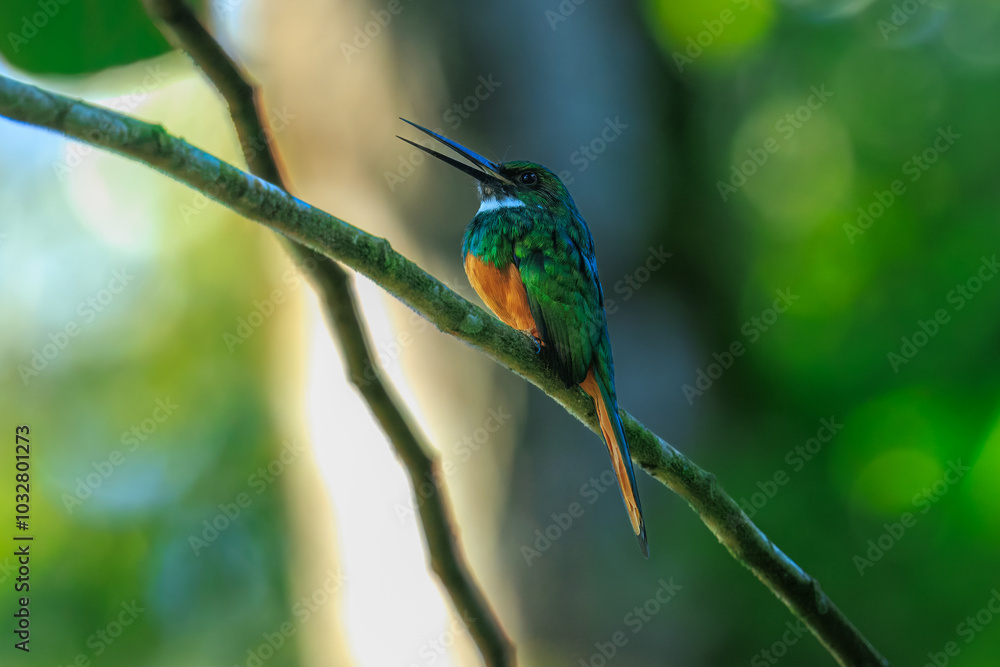 The rufous-tailed jacamar (Galbula ruficauda) is a near-passerine bird which breeds in the tropical New World in southern Mexico, Central America and South America as far south as southern Brazil The rufous-tailed jacamar (Galbula ruficauda) is a near-passerine bird which breeds in the tropical New World in southern Mexico, Central America and South America as far south as southern Brazil