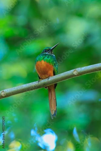 The rufous-tailed jacamar (Galbula ruficauda) is a near-passerine bird which breeds in the tropical New World in southern Mexico, Central America and South America as far south as southern Brazil photo