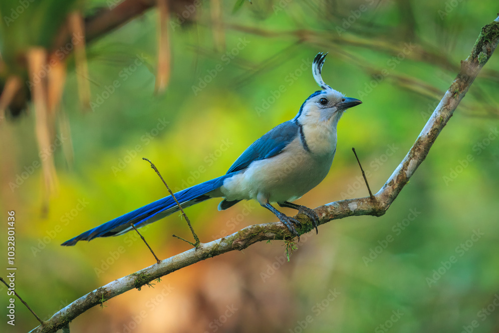 The white-throated magpie-jay (Calocitta formosa) is a large Central American species of magpie-jay. It ranges in Pacific-slope thorn forest from Jalisco, Mexico to Guanacaste, Costa Rica. The white-throated magpie-jay (Calocitta formosa) is a large Central American species of magpie-jay. It ranges in Pacific-slope thorn forest from Jalisco, Mexico to Guanacaste, Costa Rica.