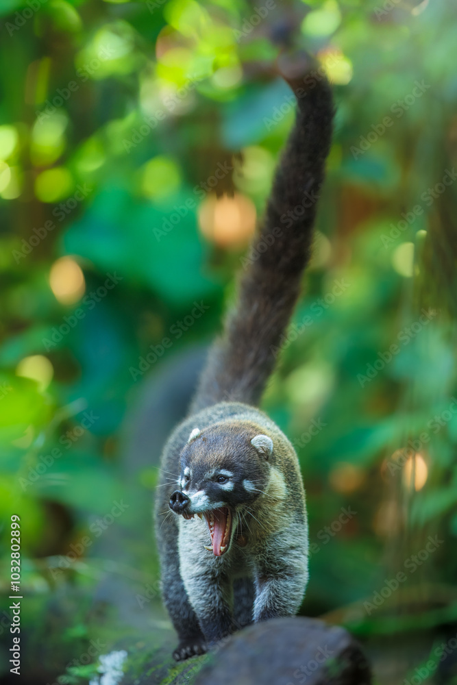 White-nosed coati (Nasua narica), also known as the coatimundi. Inhabit wooded areas (dry and moist forests) of the Americas. Taken in Costa Rica White-nosed coati (Nasua narica), also known as the coatimundi. Inhabit wooded areas (dry and moist forests) of the Americas. Taken in Costa Rica