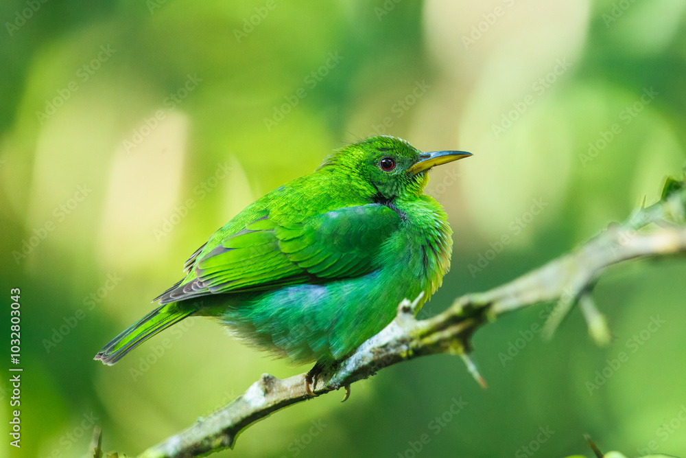 Green honeycreeper female (Chlorophanes spiza) is a small bird in the tanager family. It is found in the tropical New World from southern Mexico south to Brazil, and on Trinidad. Green honeycreeper female (Chlorophanes spiza) is a small bird in the tanager family. It is found in the tropical New World from southern Mexico south to Brazil, and on Trinidad.