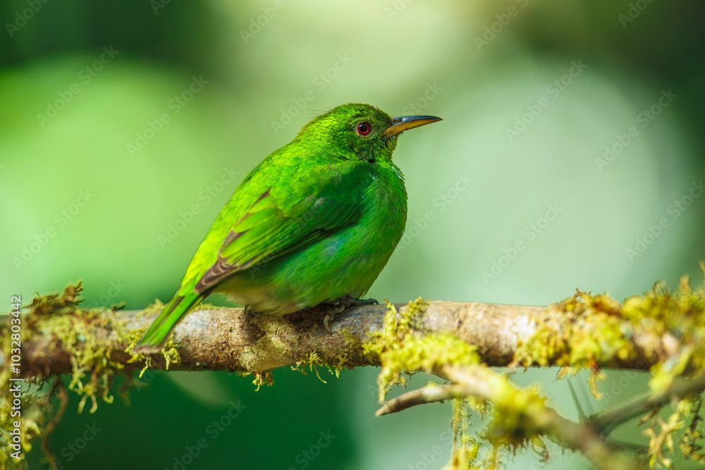 Fototapeta premium Green honeycreeper female (Chlorophanes spiza) is a small bird in the tanager family. It is found in the tropical New World from southern Mexico south to Brazil, and on Trinidad.