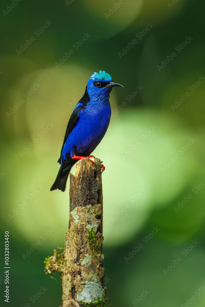 Obraz premium Red-legged honeycreeper (Cyanerpes cyaneus) is a small songbird species in the tanager family (Thraupidae). It is found in the tropical New World from southern Mexico south to Peru