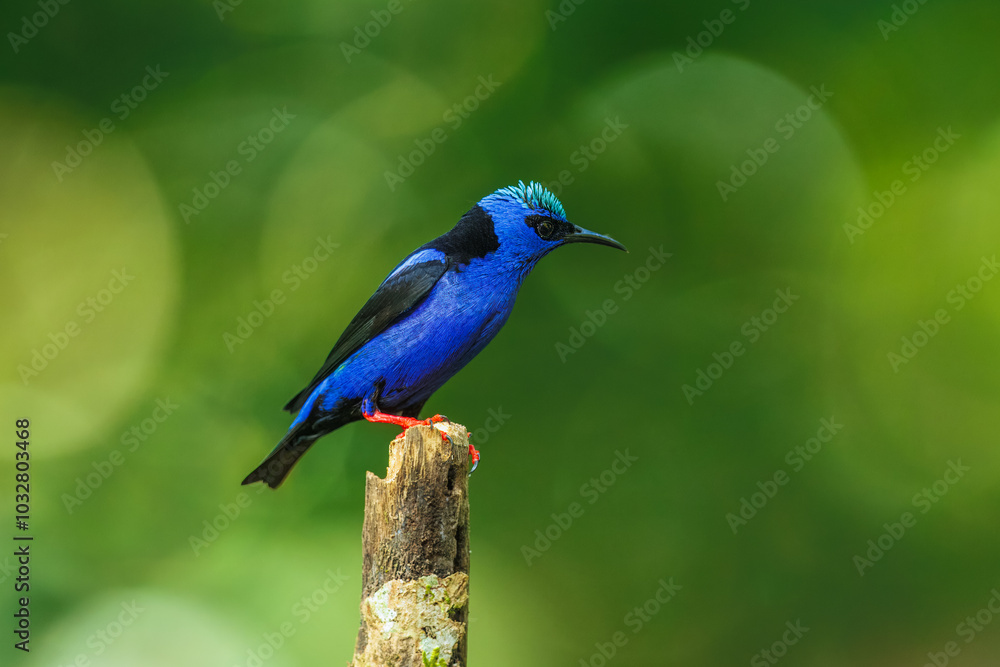 Red-legged honeycreeper (Cyanerpes cyaneus) is a small songbird species in the tanager family (Thraupidae). It is found in the tropical New World from southern Mexico south to Peru Red-legged honeycreeper (Cyanerpes cyaneus) is a small songbird species in the tanager family (Thraupidae). It is found in the tropical New World from southern Mexico south to Peru