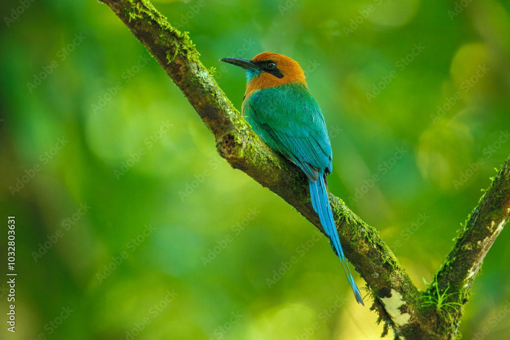 Broad-billed Motmot, Electron platyrhynchum, portrait of nice big bird wild nature, beautiful coloured forest background, art view, Costa Rica. Nice big bird, wild nature, tropic. Green vegetation. Broad-billed Motmot, Electron platyrhynchum, portrait of nice big bird wild nature, beautiful coloured forest background, art view, Costa Rica. Nice big bird, wild nature, tropic. Green vegetation.