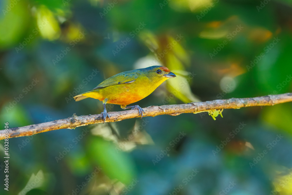 Spot-crowned euphonia (Euphonia imitans) is a species of bird in the family Fringillidae. It is found in Costa Rica and Panama. Its natural habitats are subtropical or tropical moist lowland forest Spot-crowned euphonia (Euphonia imitans) is a species of bird in the family Fringillidae. It is found in Costa Rica and Panama. Its natural habitats are subtropical or tropical moist lowland forest