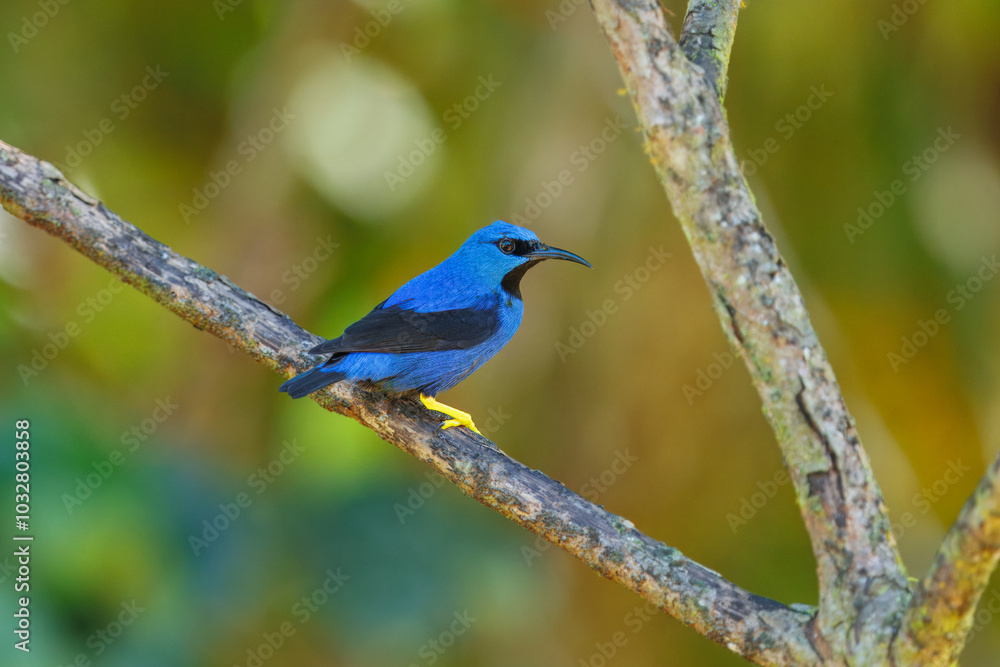 The shining honeycreeper (Cyanerpes lucidus) is a small songbird species in the tanager family (Thraupidae). It is found in the tropical New World from southern Mexico south to Peru The shining honeycreeper (Cyanerpes lucidus) is a small songbird species in the tanager family (Thraupidae). It is found in the tropical New World from southern Mexico south to Peru