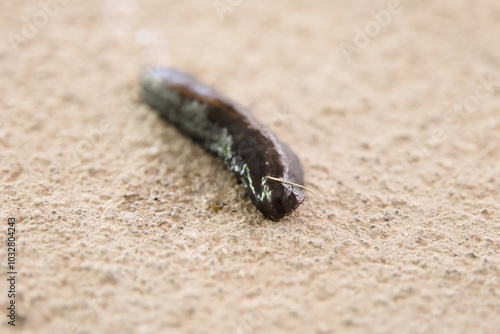 Canvas Print Solitary Slug Crawling