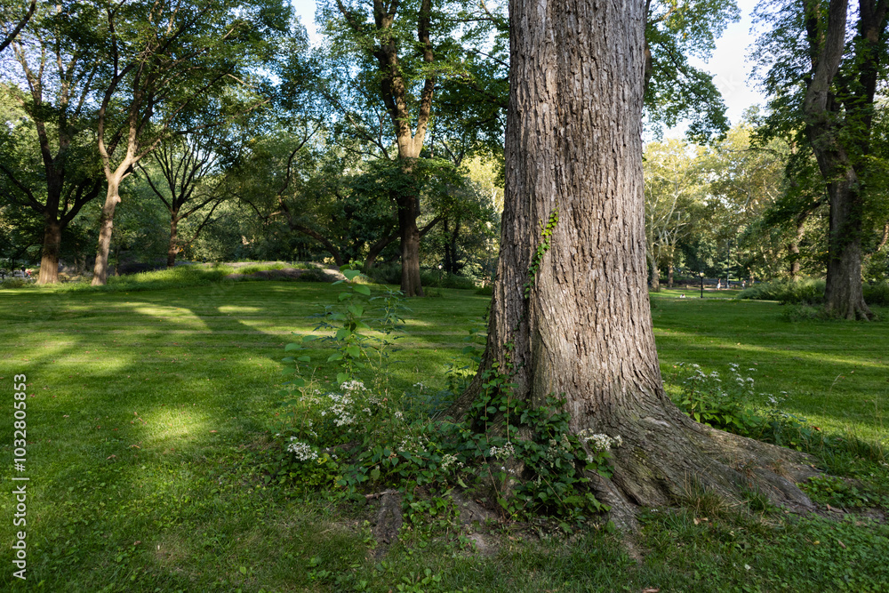 Beautiful Tree and Green Grass Landscape at Central Park in New York City during the Summer Beautiful Tree and Green Grass Landscape at Central Park in New York City during the Summer
