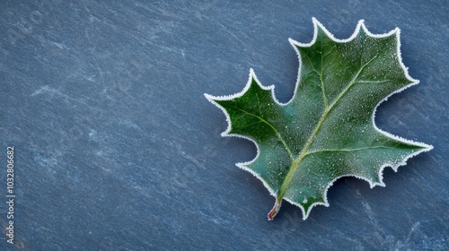 Capturing the delicate frost patterns on a single holly leaf during December  photo