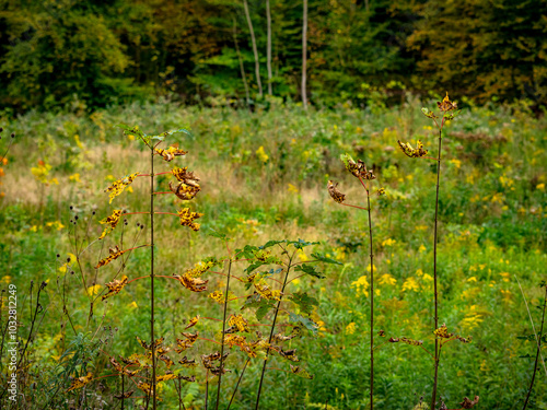 Wiederaufforstung im Mischwald im Herbst photo