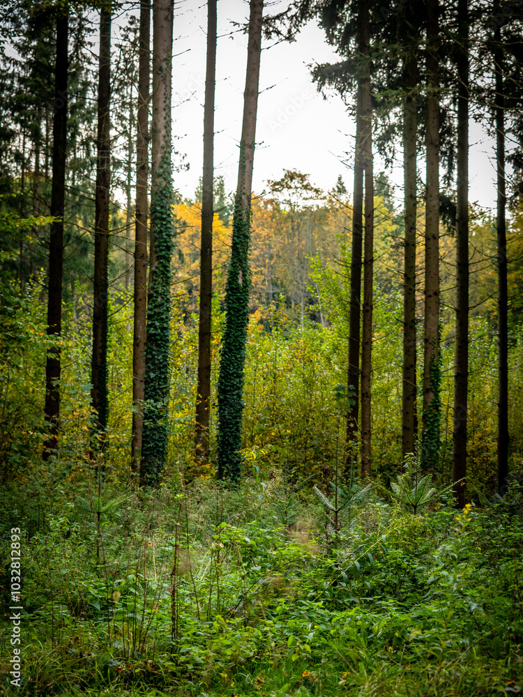 Fototapeta premium Wiederaufforstung im Mischwald im Herbst