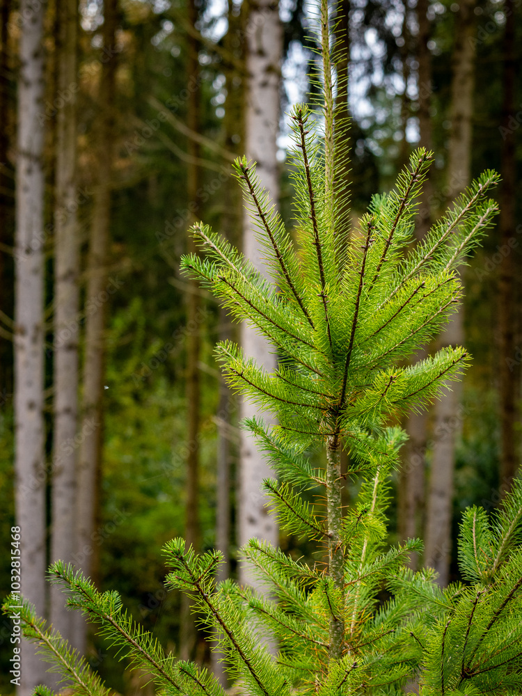 Wiederaufforstung im Mischwald im Herbst Wiederaufforstung im Mischwald im Herbst