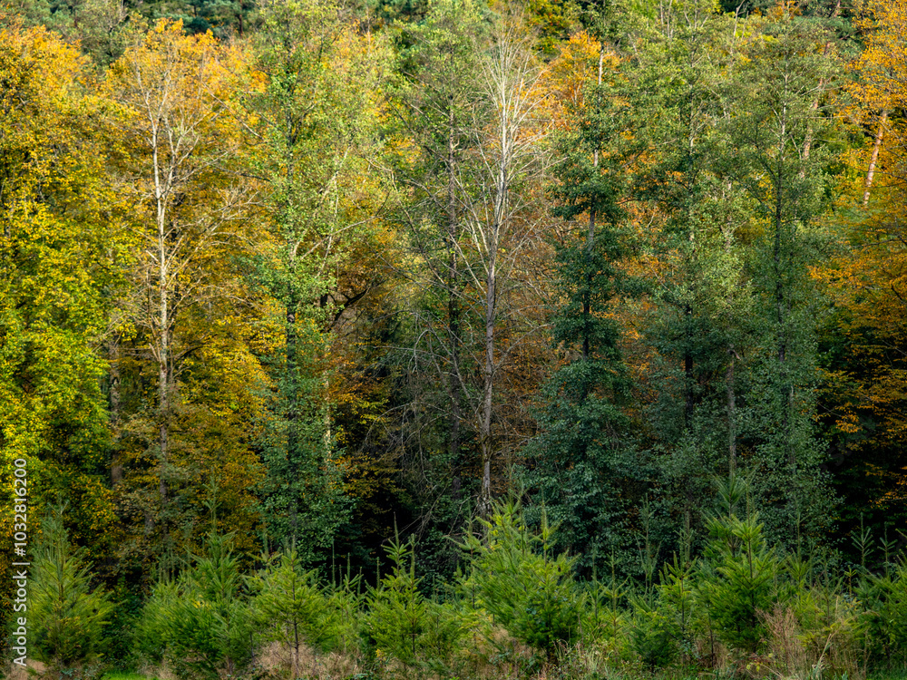 Fototapeta premium Wiederaufforstung im Mischwald im Herbst