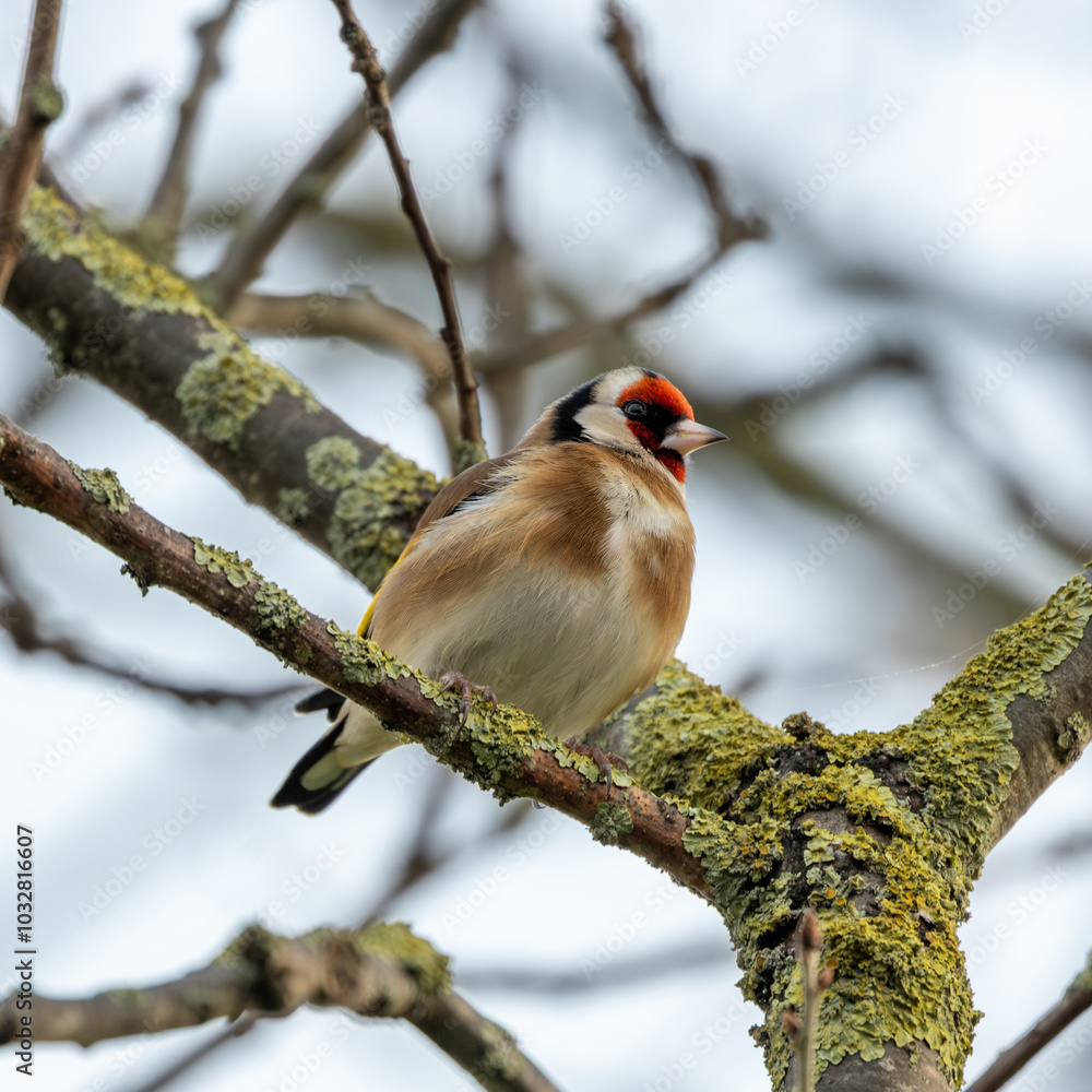 European Goldfinch (Carduelis carduelis), commonly found in woodlands and gardens across Europe European Goldfinch (Carduelis carduelis), commonly found in woodlands and gardens across Europe