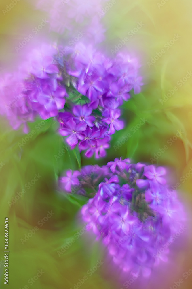 Fototapeta premium Purple phlox, an ornamental garden plant.Background with colors in artistic blur and bokeh. Natural flowers for postcards.