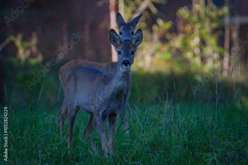 Pair of Capreolus capreolus european roe deer females on a field. Autumn evening.  photo