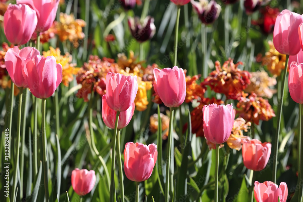 A Beautiful Display Of Vibrant Pink Tulips Amidst A Colorful Spring Garden. Bright Shades Of Green And Orange Complement The Cheerful Setting, Capturing The Essence Of Springtime And Renewal... A Beautiful Display Of Vibrant Pink Tulips Amidst A Colorful Spring Garden. Bright Shades Of Green And Orange Complement The Cheerful Setting, Capturing The Essence Of Springtime And Renewal...