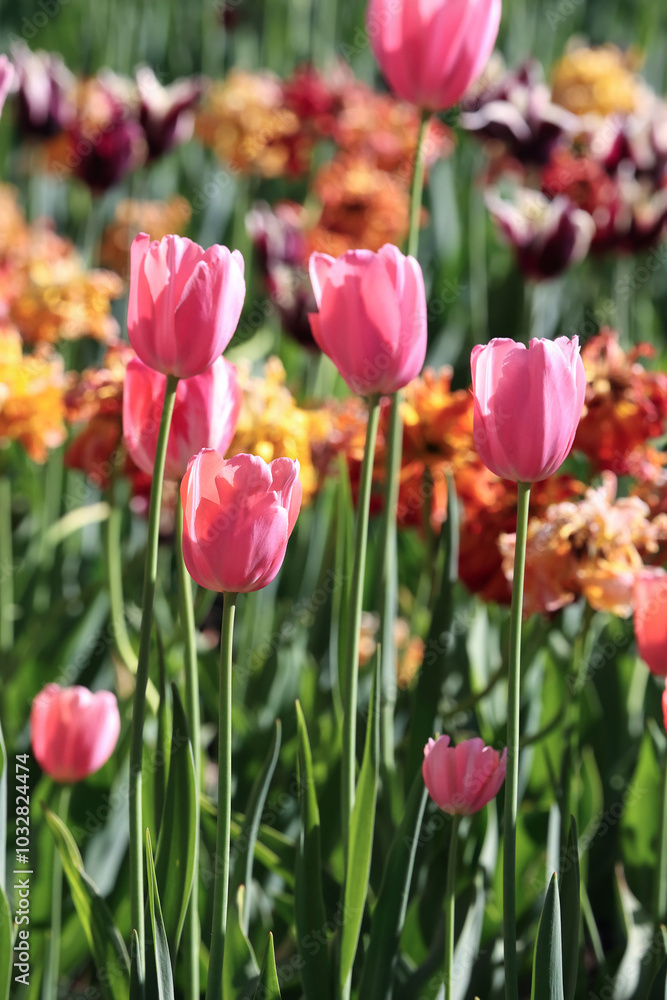 A Beautiful Scene Of Bright Pink Tulips Blooming Amidst A Vibrant Array Of Colorful Flowers In A Sunlit Garden, Capturing The Essence Of Springtime Beauty And Renewal... A Beautiful Scene Of Bright Pink Tulips Blooming Amidst A Vibrant Array Of Colorful Flowers In A Sunlit Garden, Capturing The Essence Of Springtime Beauty And Renewal...