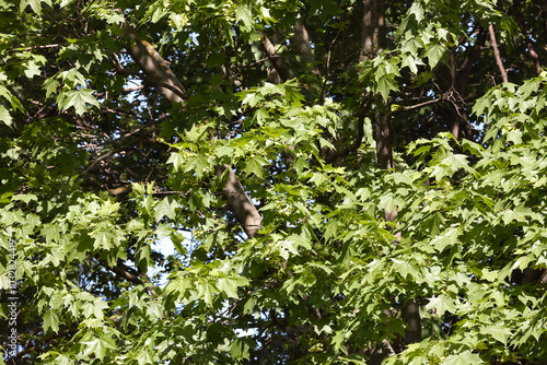 A Vibrant Close-Up Of Lush Maple Leaves Basking In Sunlight. This Serene Natural Scene Evokes Feelings Of Tranquility And Growth In A Dense Forest Setting, Capturing The Essence Of Nature.