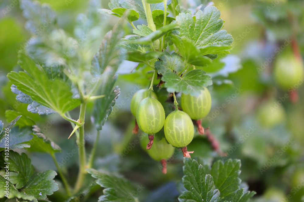 A Close-Up View Of Green Gooseberries Hanging From A Plant, Set Amidst Lush Green Foliage In A Garden. Captures The Freshness And Natural Beauty Of The Fruit.. A Close-Up View Of Green Gooseberries Hanging From A Plant, Set Amidst Lush Green Foliage In A Garden. Captures The Freshness And Natural Beauty Of The Fruit..