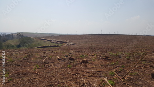 Paisagem de terra de plantação de eucalipto. photo