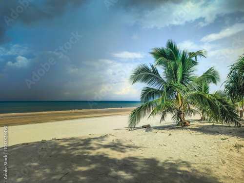 tropical beach with coconut palm tree during sunset and cloudy day at Pantai Kempadang photo