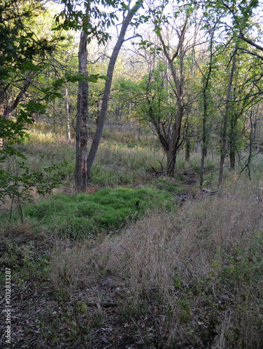 Dirt Trail in the Woods of Suburban Olathe KS photo