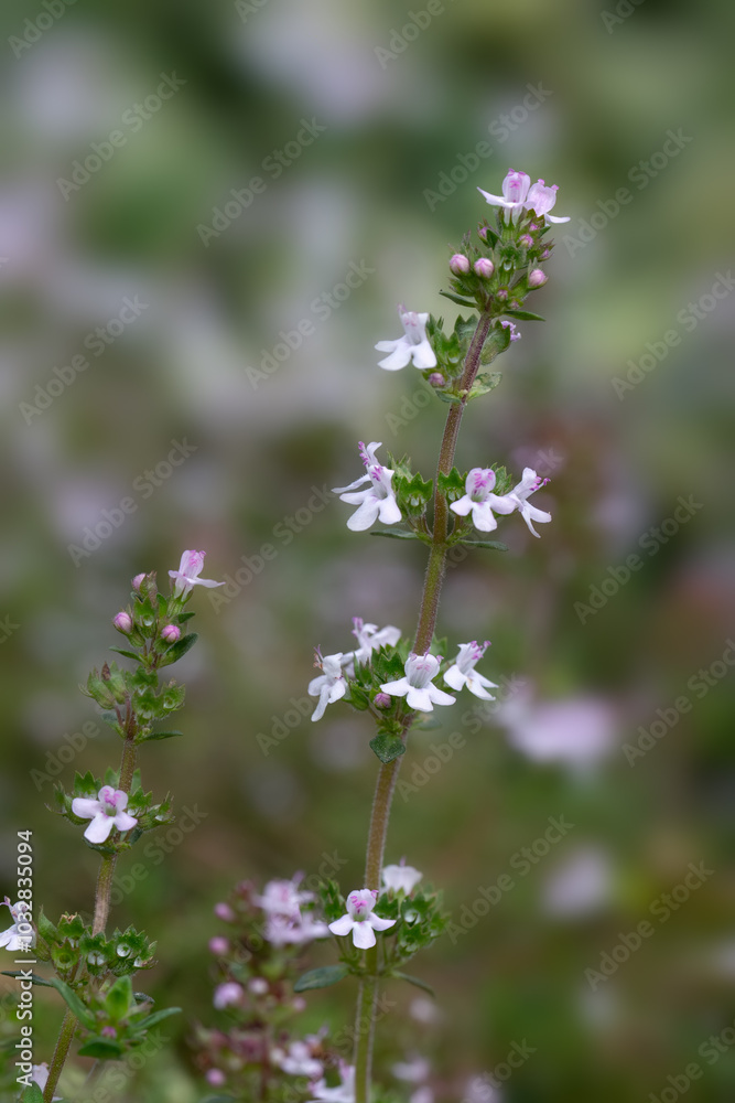 Closeup of flowers of common Thyme (Thymus vulgaris) in an allotment garden in early summer Closeup of flowers of common Thyme (Thymus vulgaris) in an allotment garden in early summer