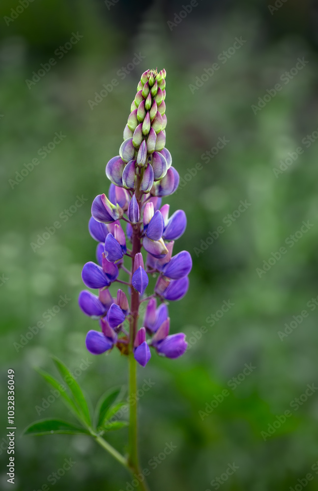 Closeup of blue Lupin (unknown Variety) in a garden in early summer Closeup of blue Lupin (unknown Variety) in a garden in early summer