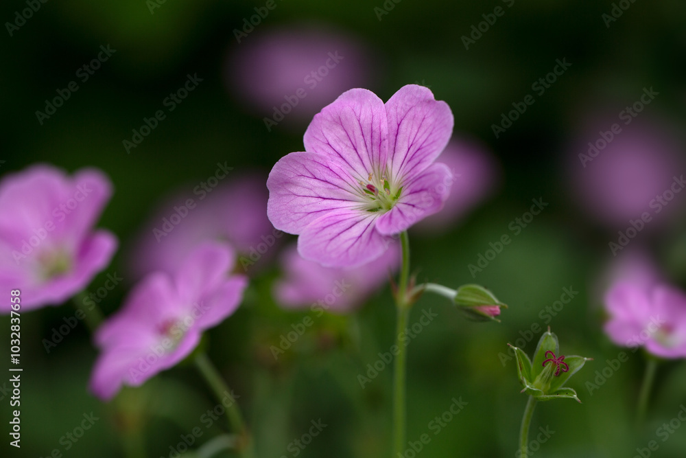 Closeup of flowers Geranium 'Mavis Simpson' in a garden in early summer Closeup of flowers Geranium 'Mavis Simpson' in a garden in early summer