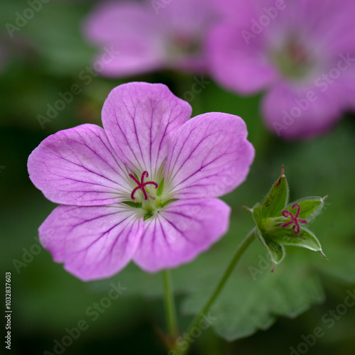 Closeup of flowers Geranium 'Mavis Simpson' in a cottage garden in early summer