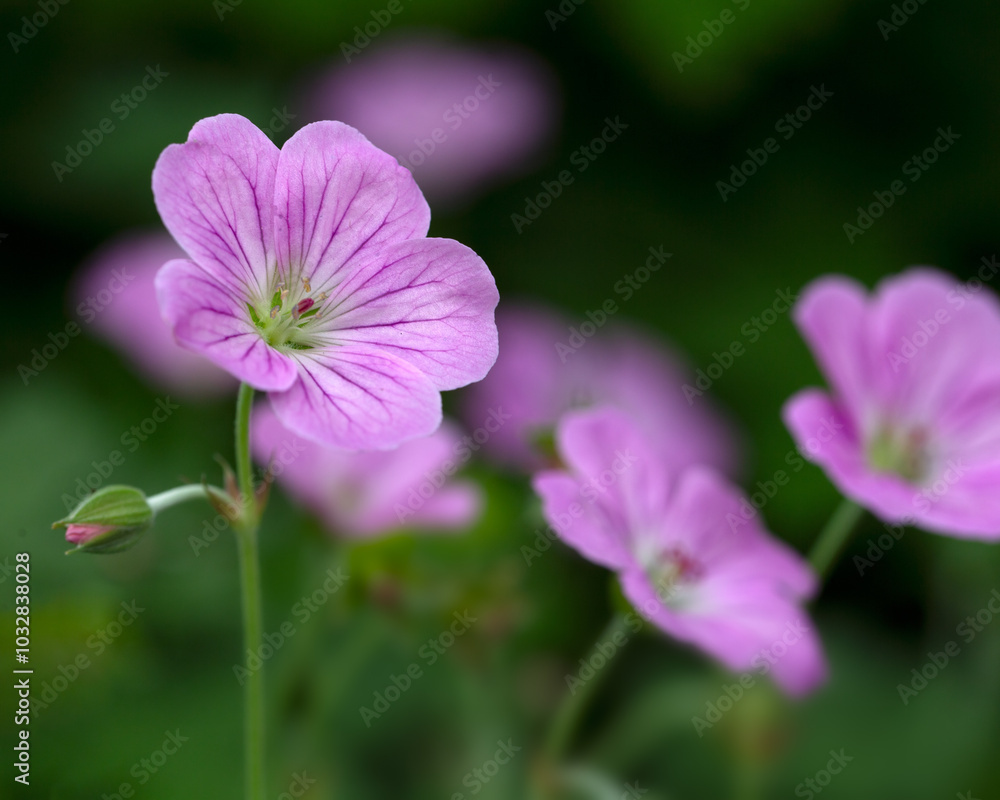 Closeup of flowers Geranium 'Mavis Simpson' in a garden in early summer Closeup of flowers Geranium 'Mavis Simpson' in a garden in early summer
