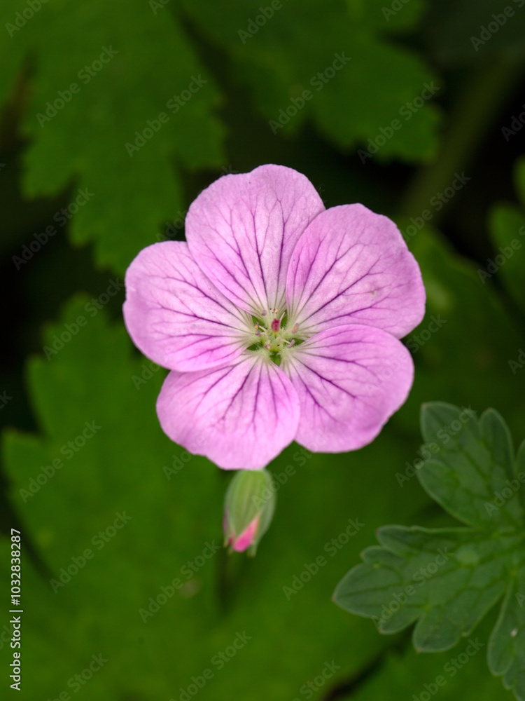 Closeup of single flower Geranium 'Mavis Simpson' in a garden in early summer Closeup of single flower Geranium 'Mavis Simpson' in a garden in early summer