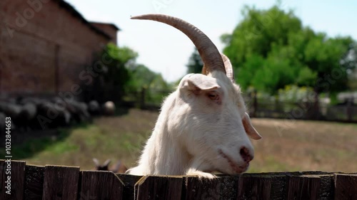 A goat looks at the camera through a fence in Ukraine. Close-up of a goat's head. A goat with large horns. A farm with sheep and rams behind a fence. A flock of sheep on a farm in northern Europe