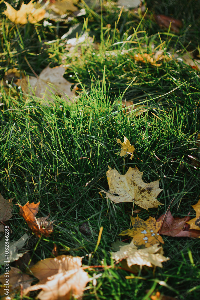 multi-colored maple leaves close-up on a background of green grass in autumn sunny weather multi-colored maple leaves close-up on a background of green grass in autumn sunny weather