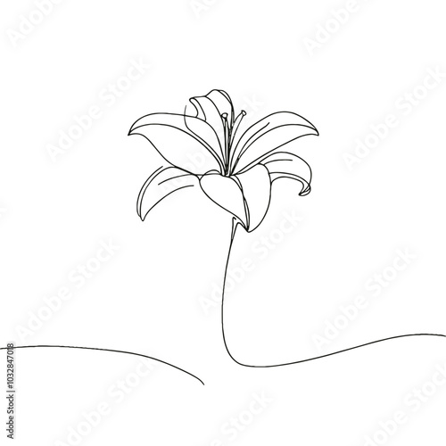 Minimalist vector illustration of single lily flower in line drawing